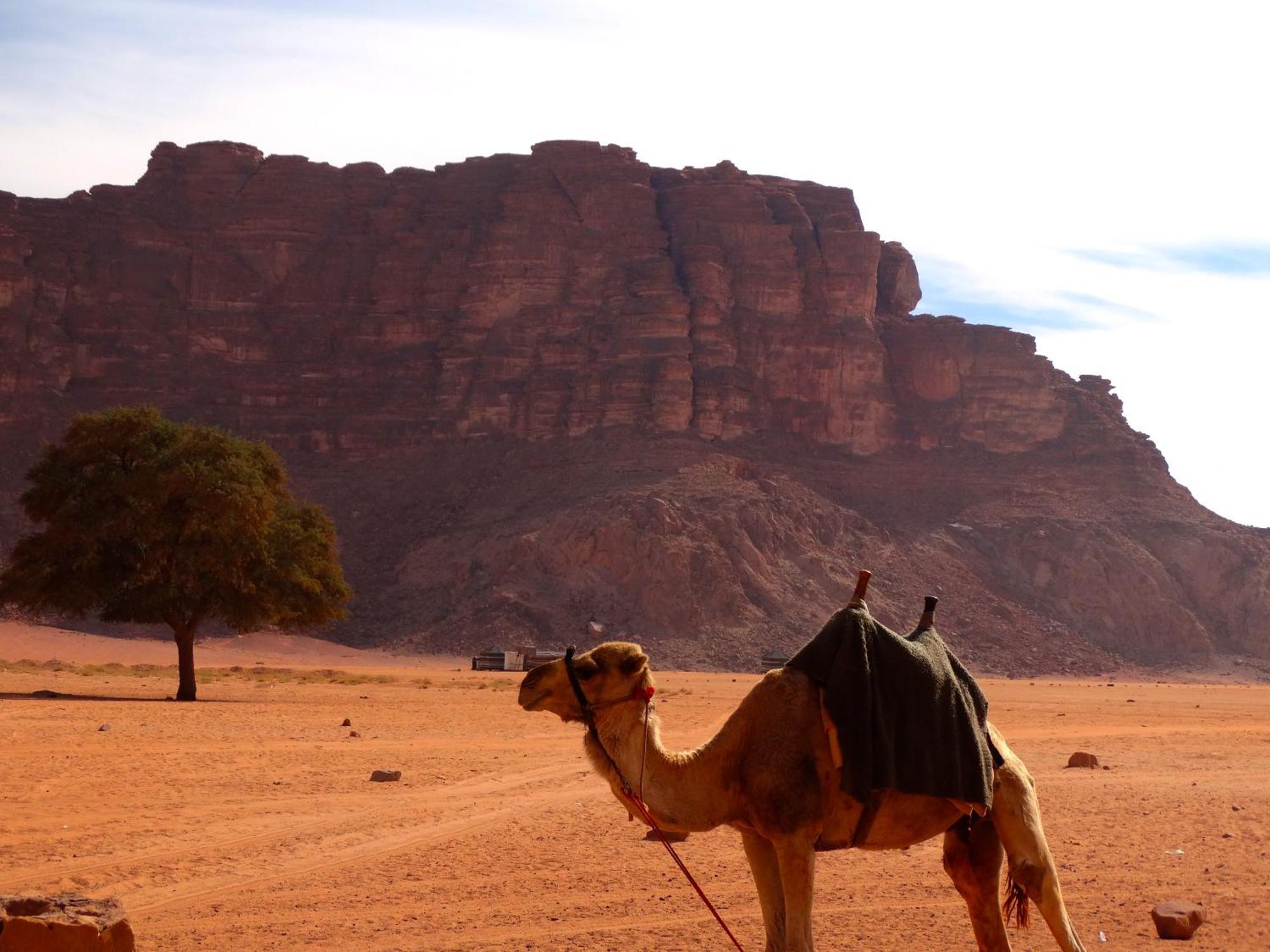 Wadi Rum View Camp Экстерьер фото